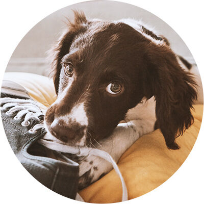 scarpa che morde il cane